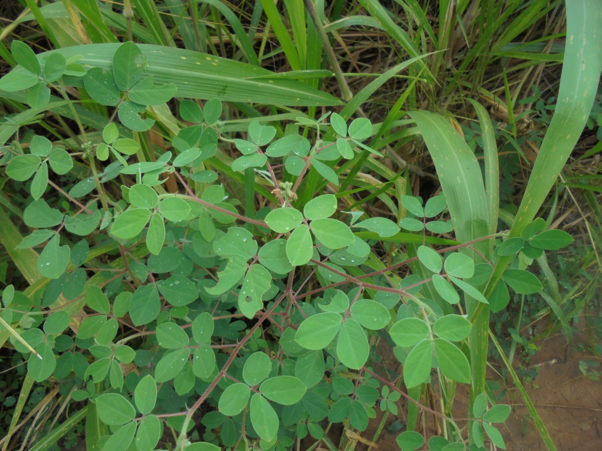 Chamaecrista absus (L.) H.S.Irwin & Barneby